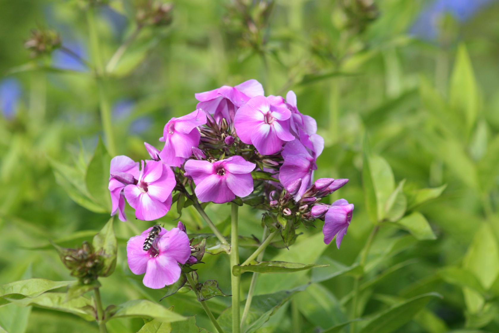 Phlox pan.Flame-Ser. 'Lilac Flame' (S)