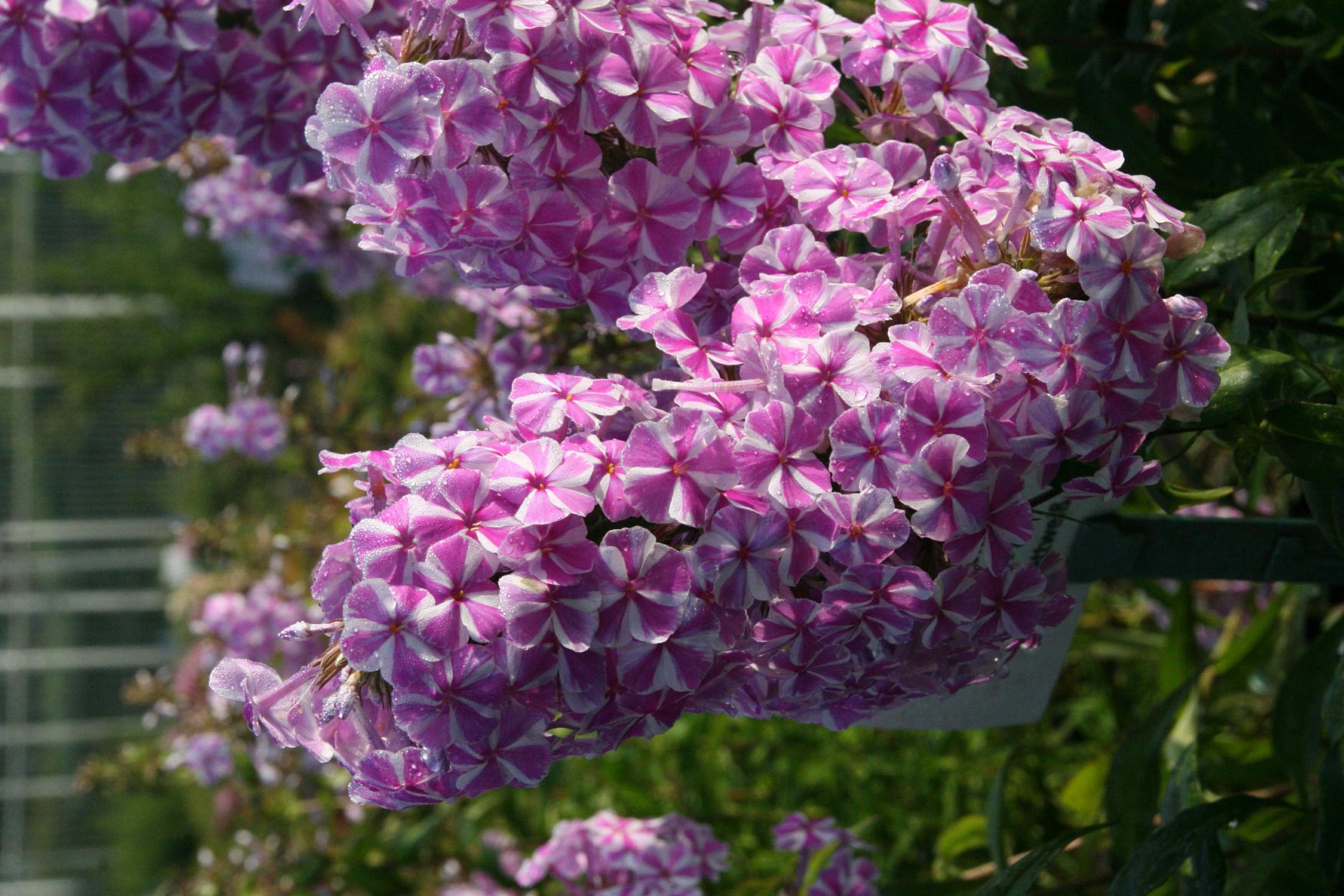 Phlox maculata 'Natascha'