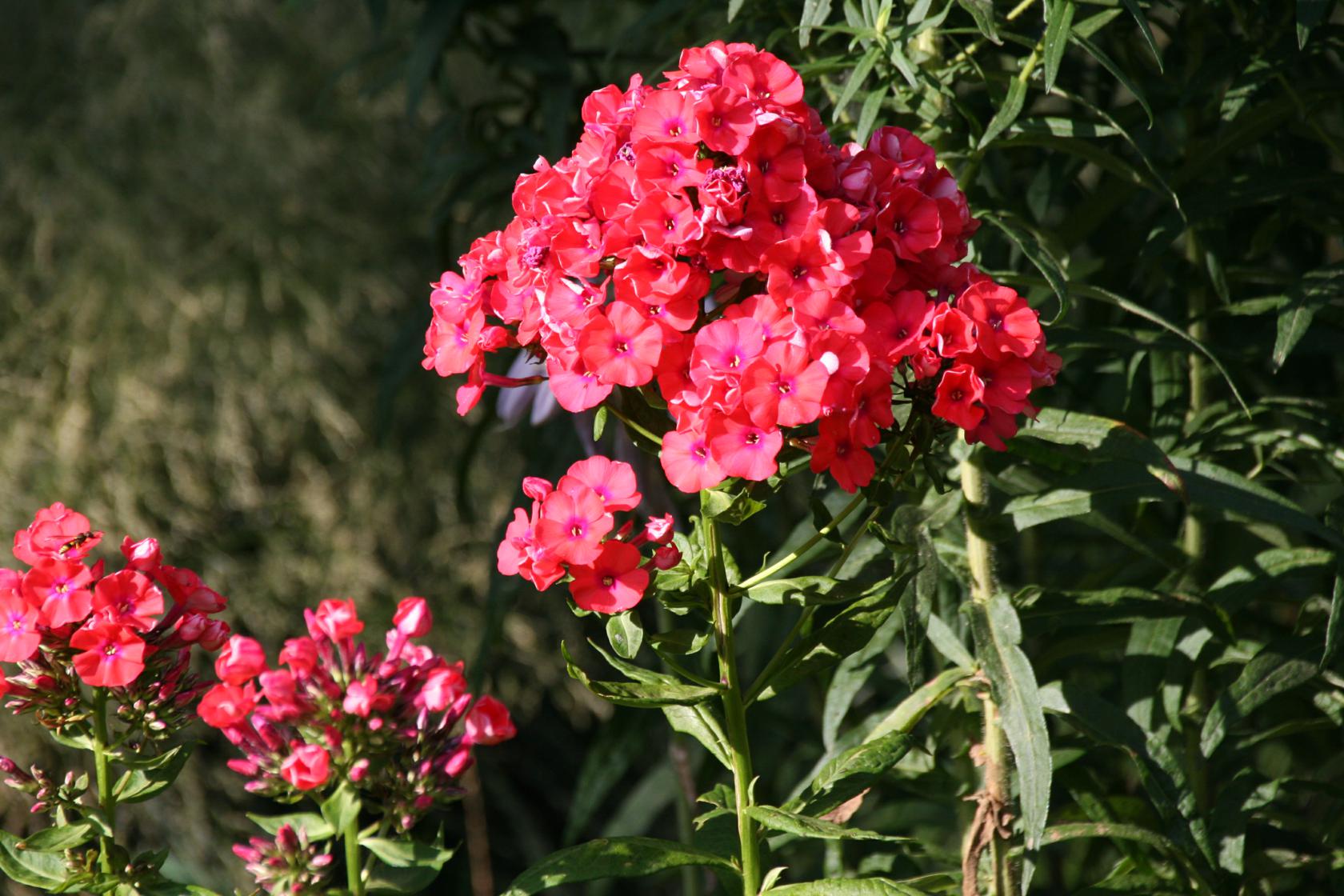 Phlox paniculata 'Orange Perfection'