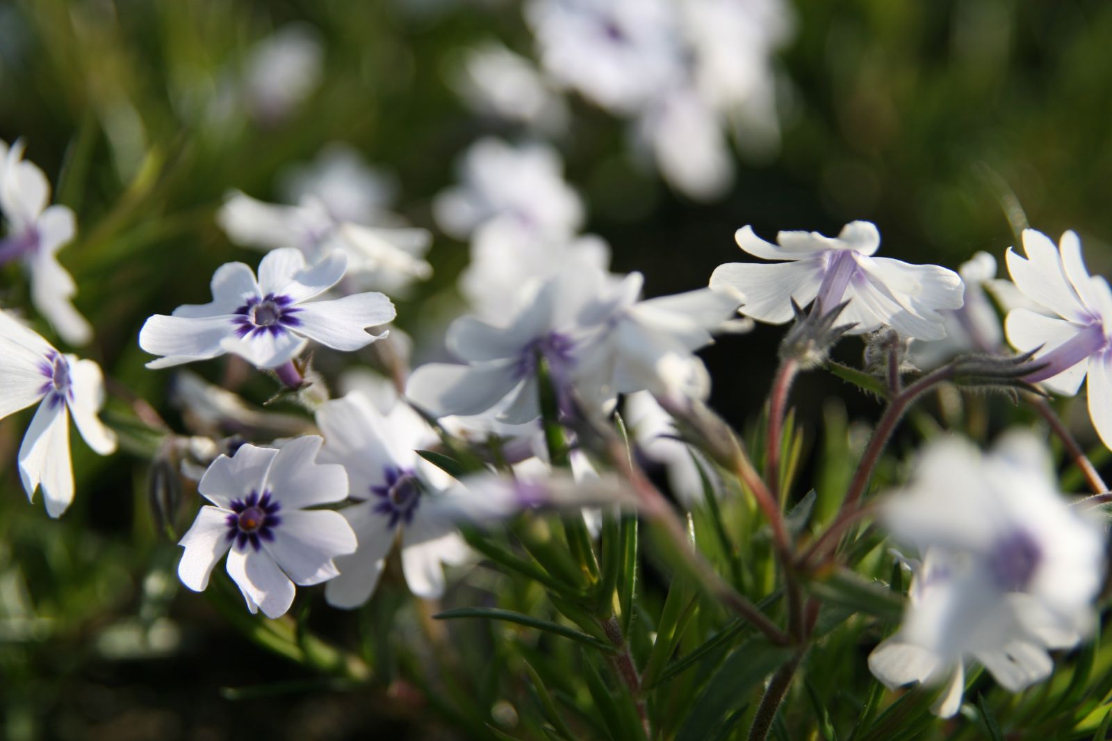 Phlox subulata 'Bavaria'