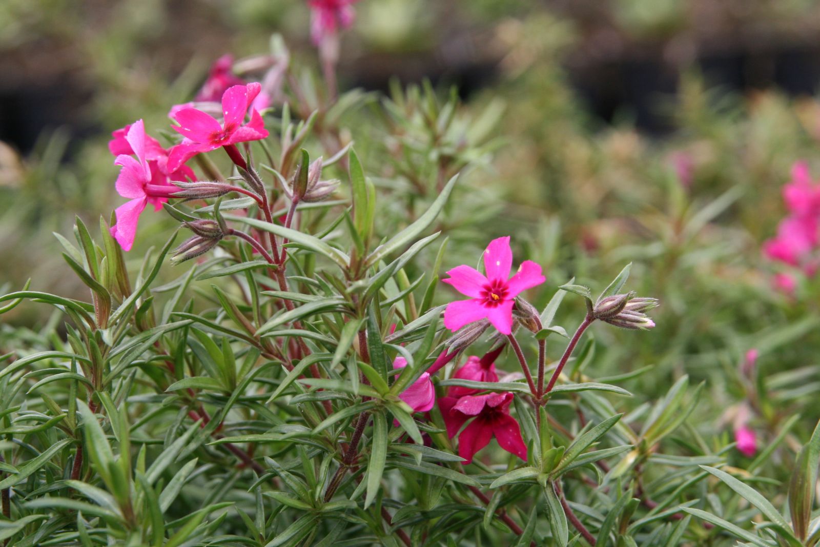 Phlox subulata 'Scarlet Flame'