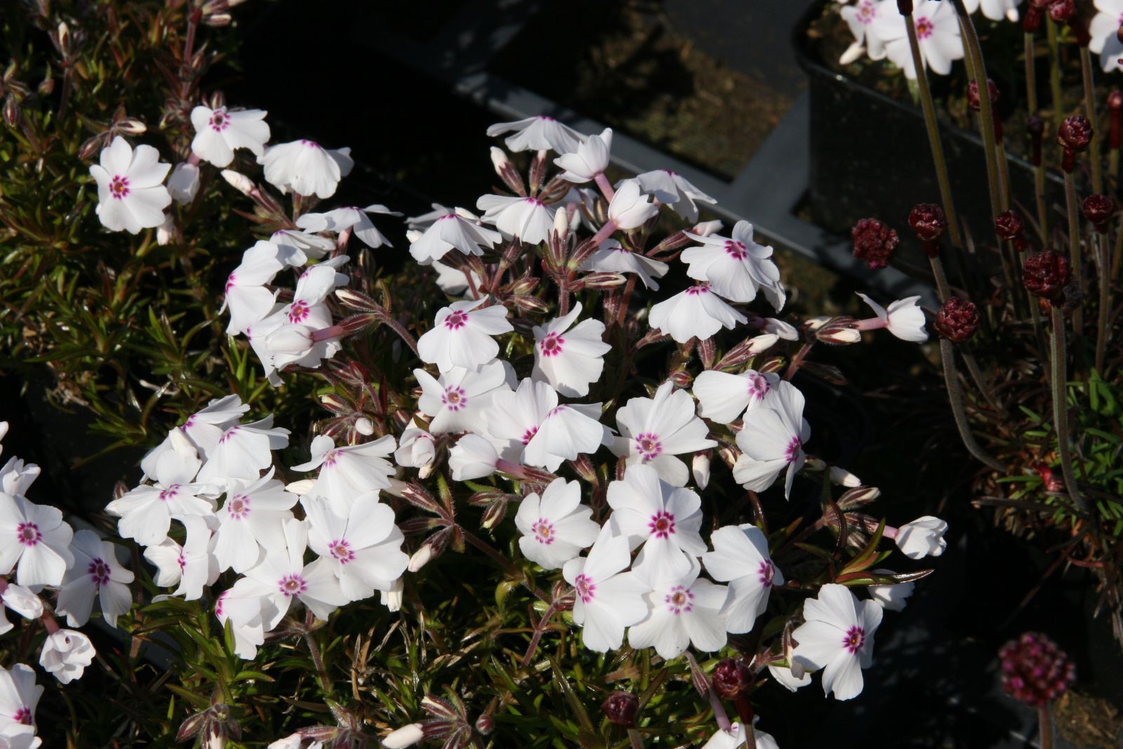Phlox subulata 'Amazing Grace'
