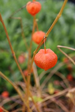 Physalis alkekengi var.franchetii 'Gigantea'