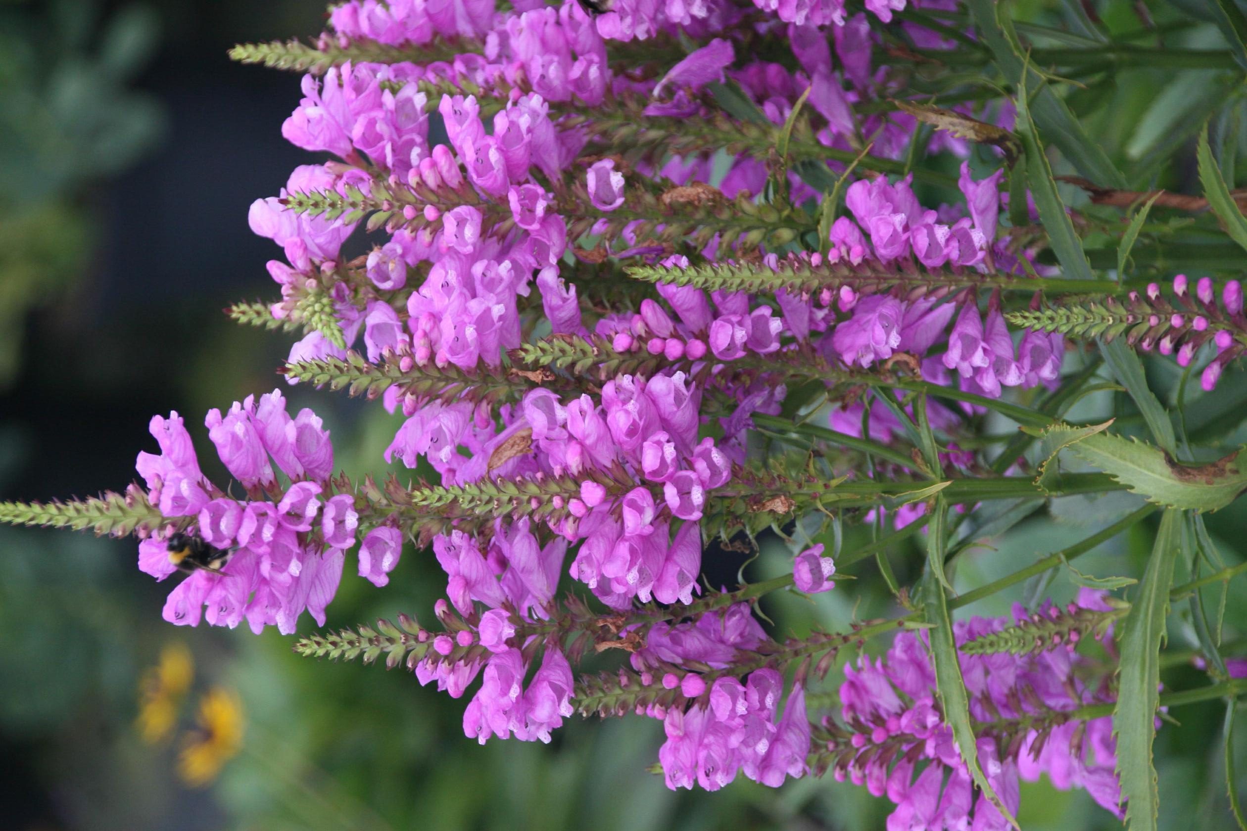 Physostegia virginiana 'Vivid'