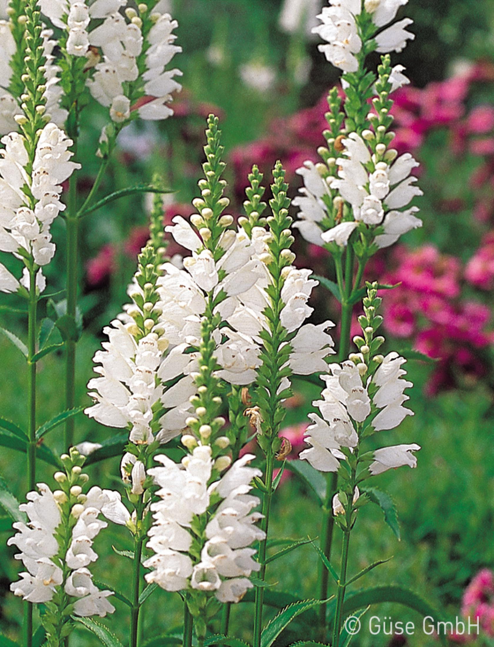 Physostegia virginiana 'Alba'