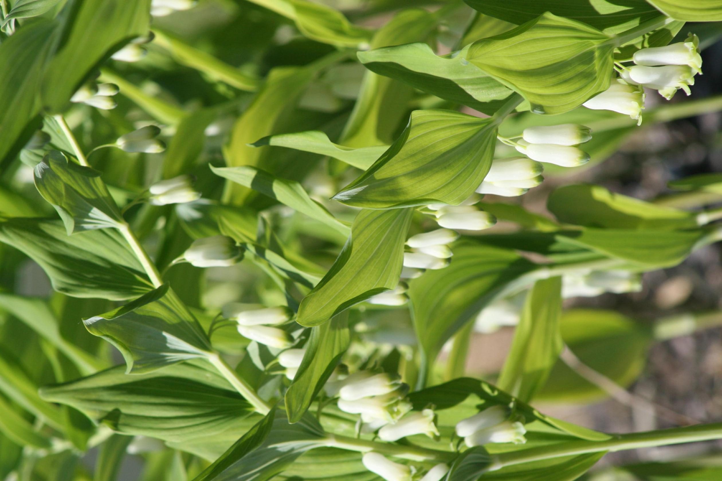 Polygonatum multiflorum