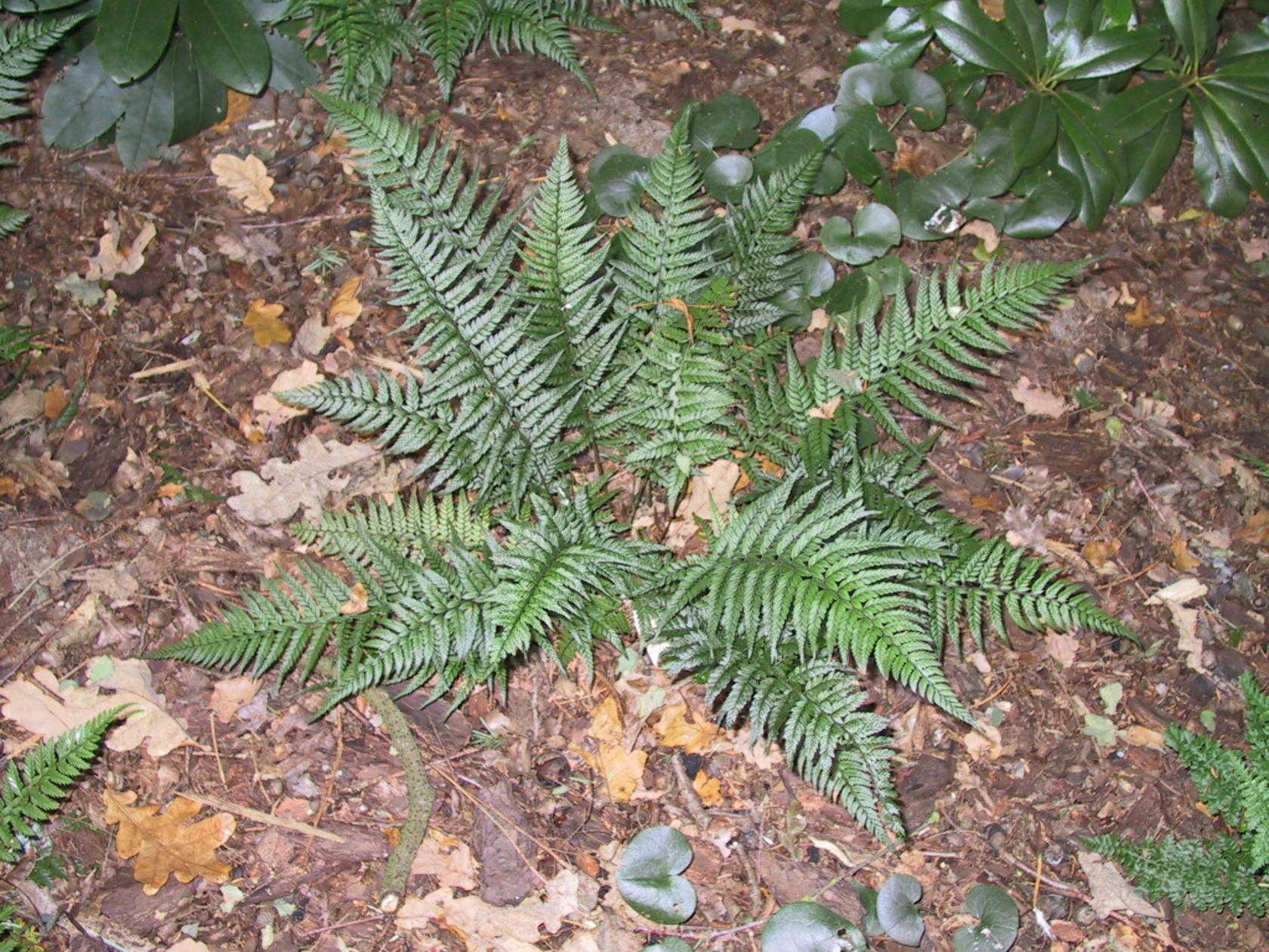 Polystichum tsus-simensis