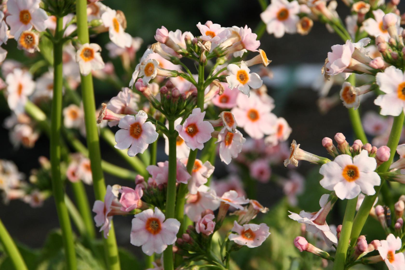 Primula japonica Appleblossom'