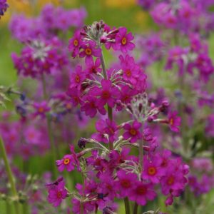 Primula beesiana