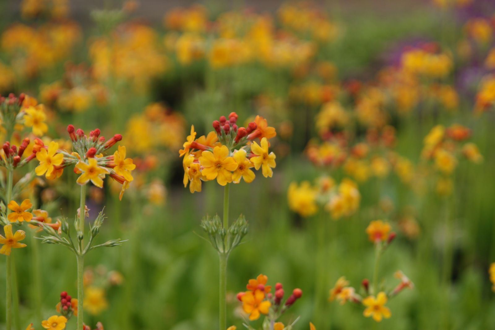 Primula bulleyana