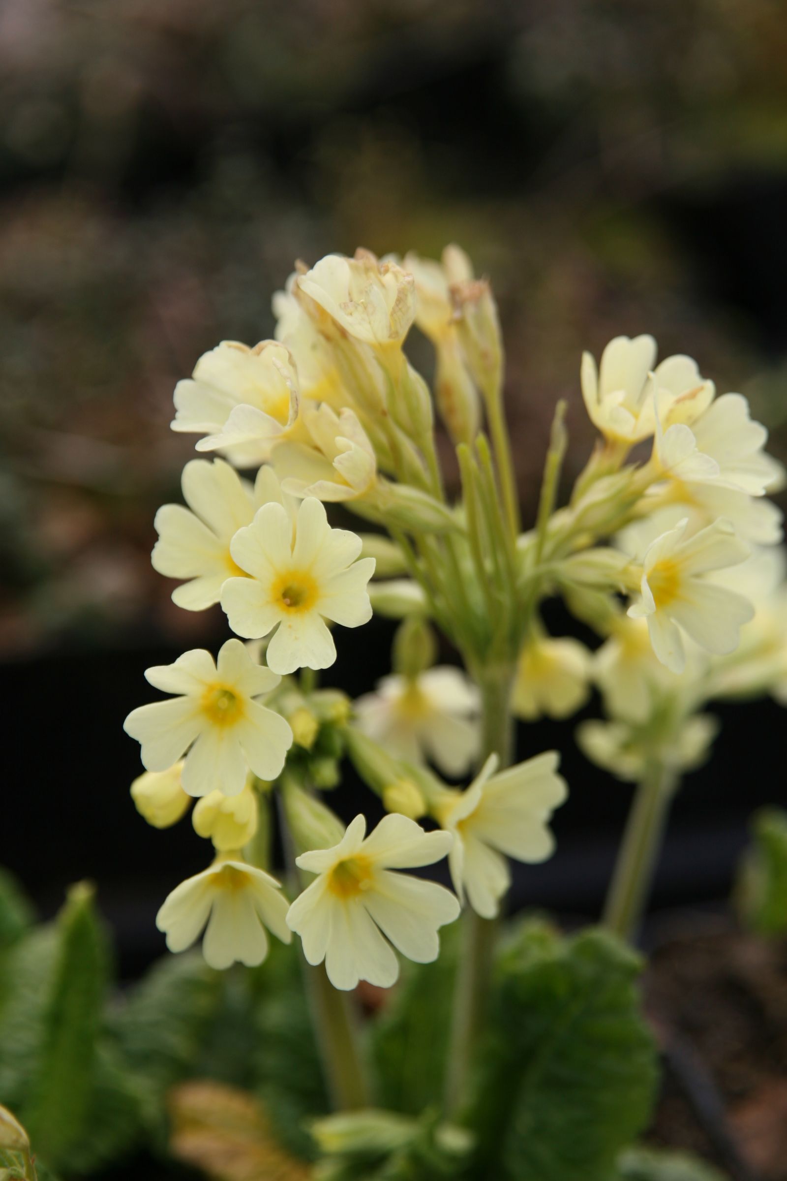 Primula elatior - Wildform