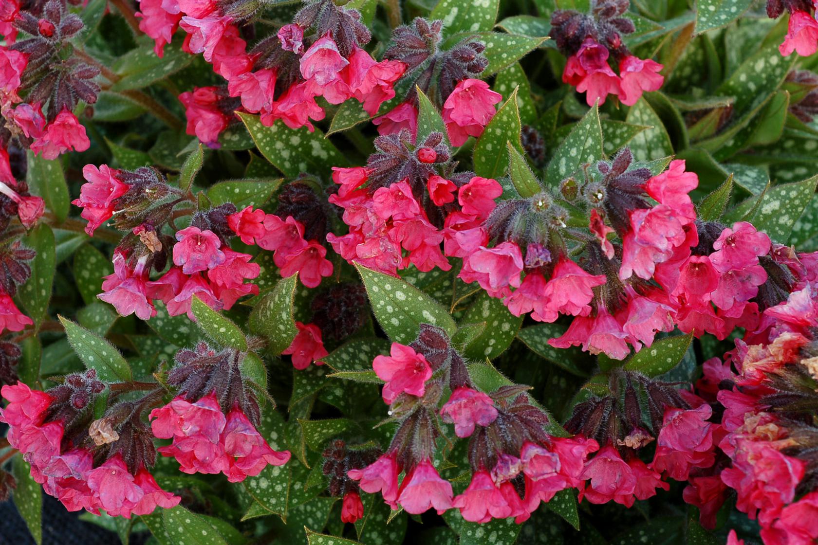Pulmonaria saccharata 'Shrimps on the Barbie' (S)