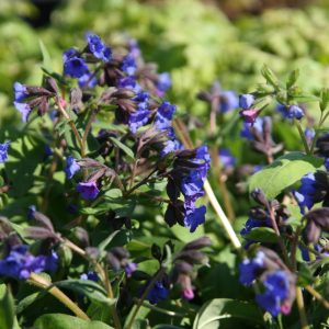 Pulmonaria angustifolia (-dacica)