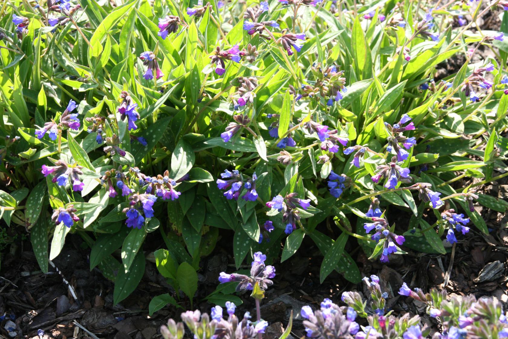Pulmonaria longifolia 'Blauer Hügel'