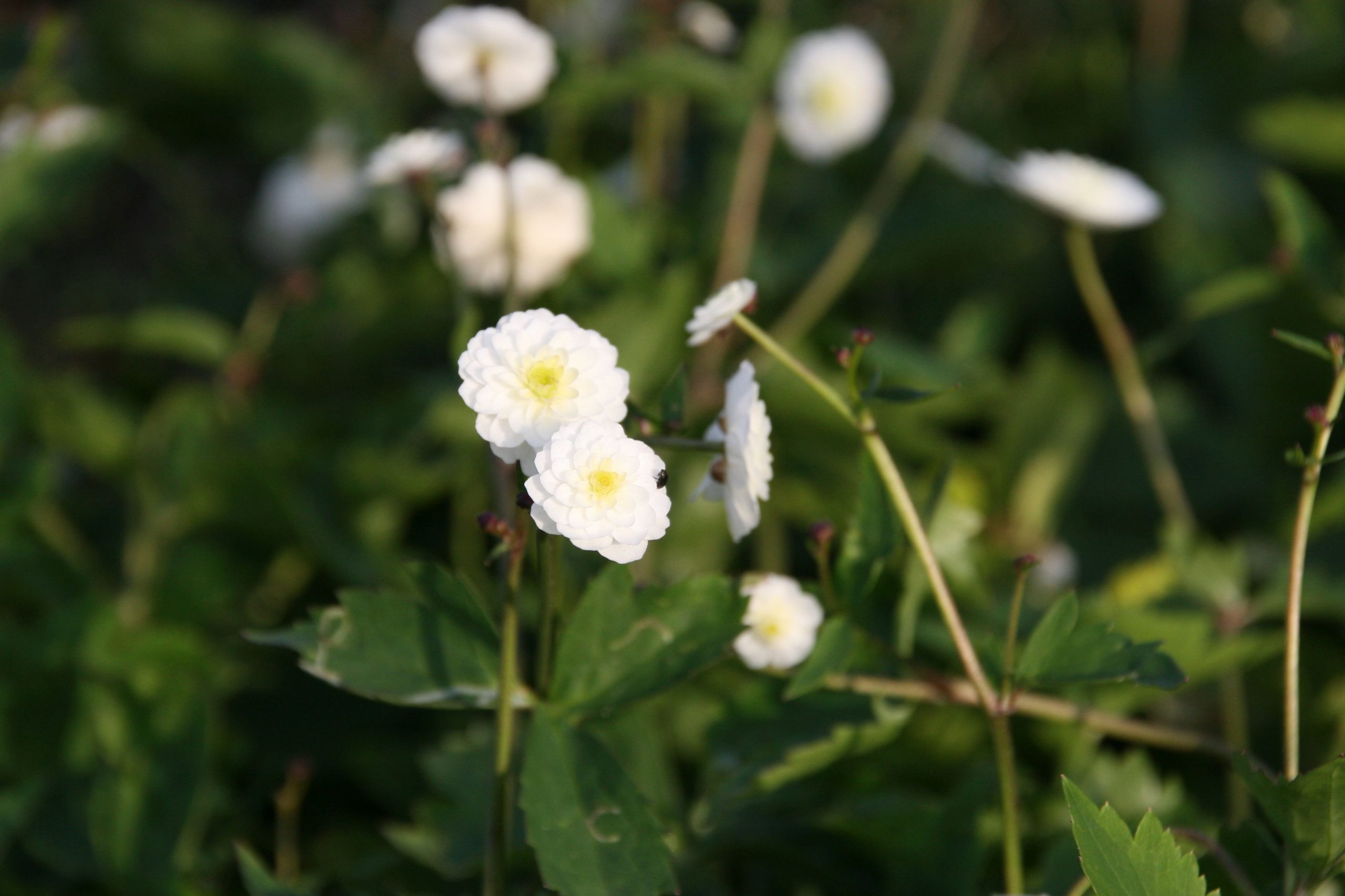Ranunculus aconitifolius 'Pleniflorus'