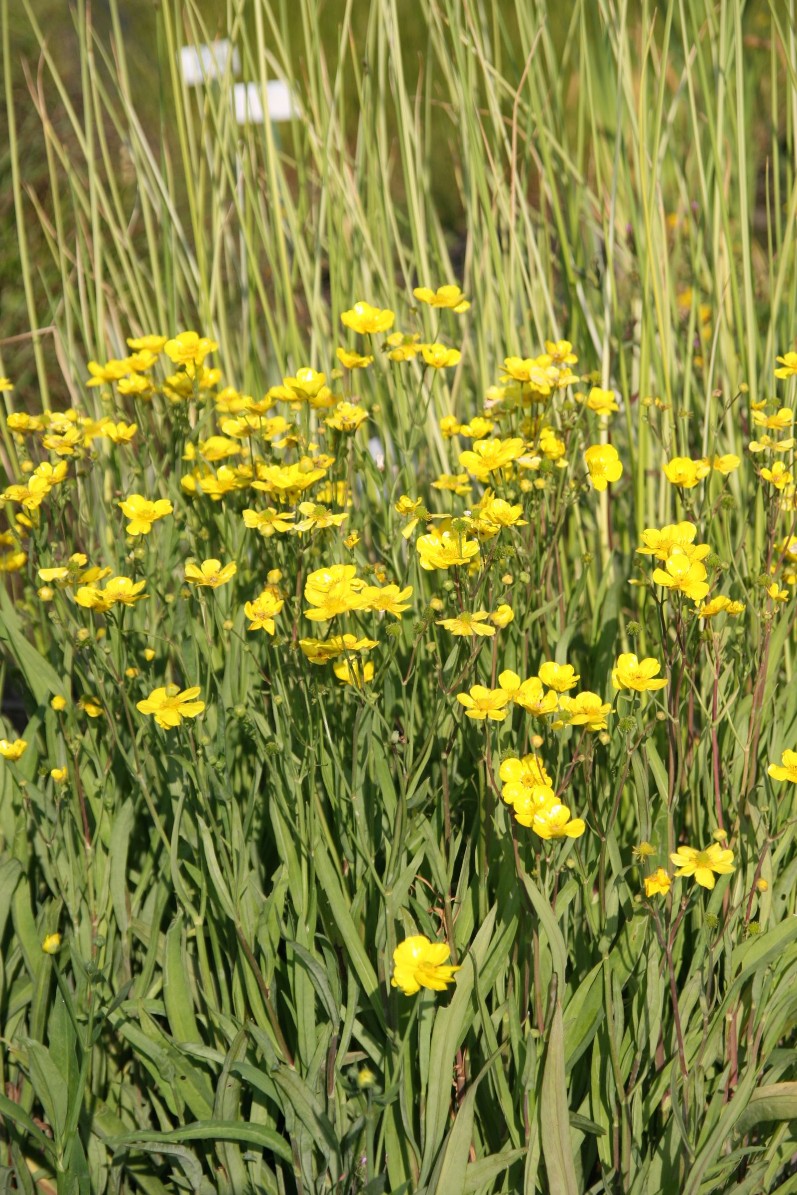 Ranunculus lingua