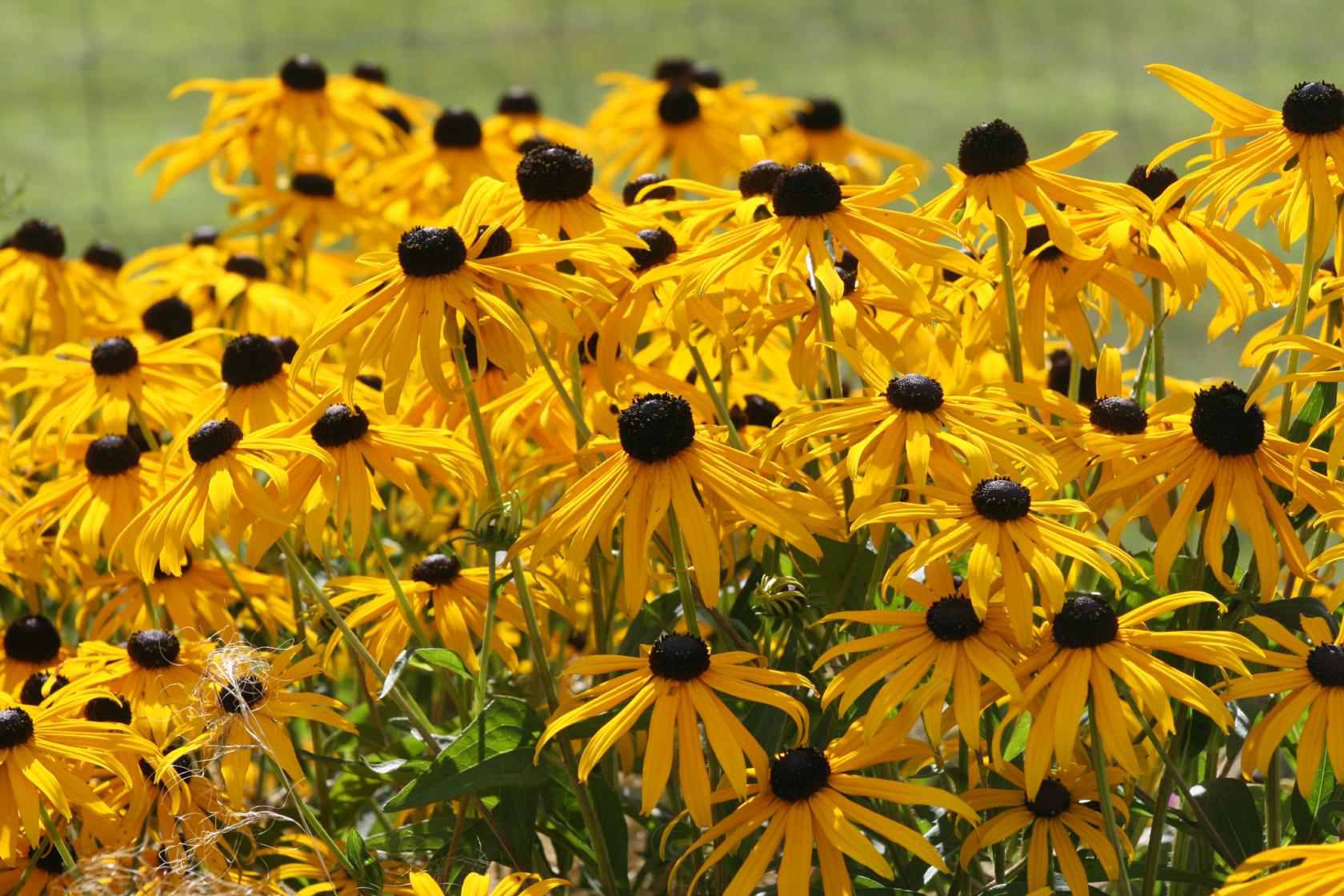 Rudbeckia fulgida sullivantii 'Goldsturm'