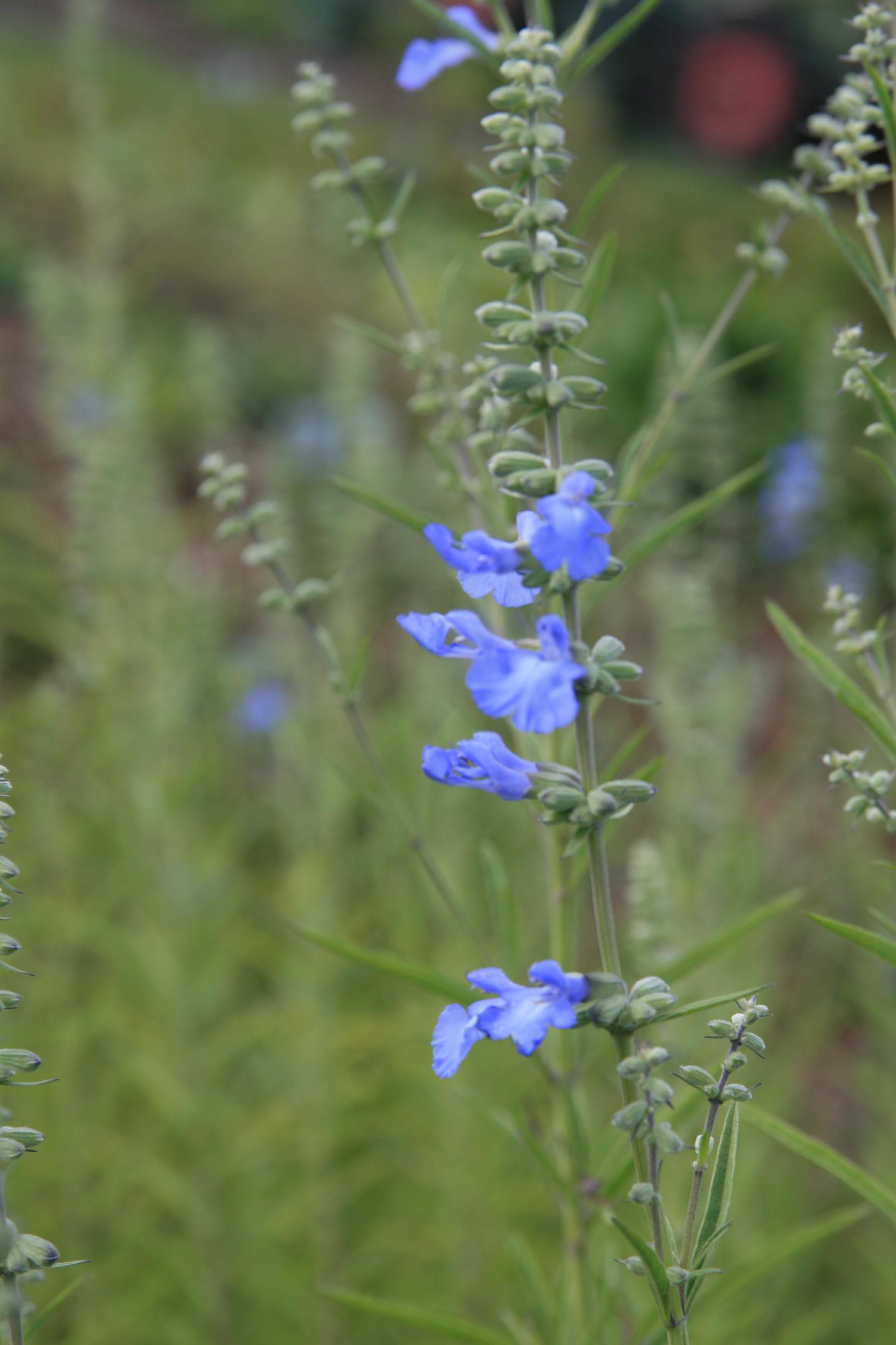 Salvia azurea var.grandiflora