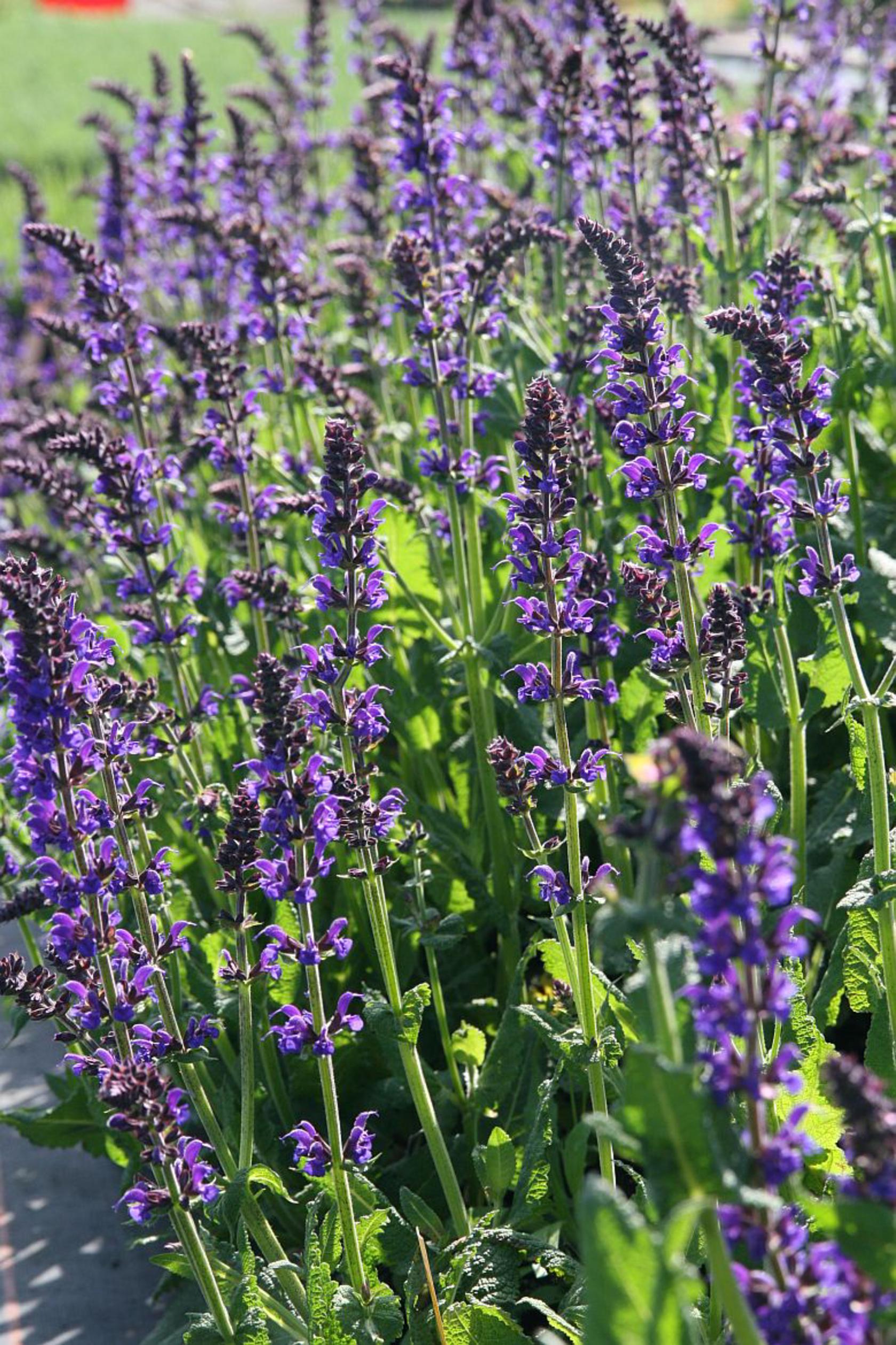Salvia nemorosa 'Mainacht'
