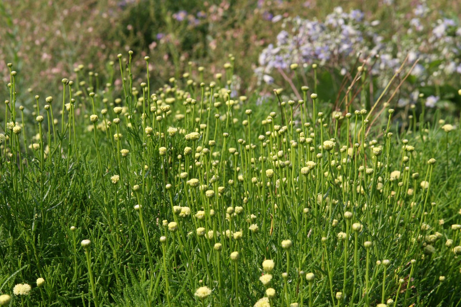 Santolina rosmarinifolia