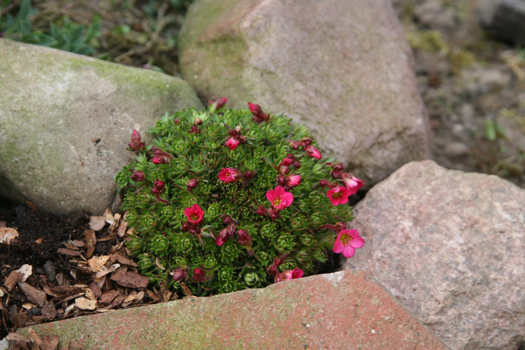 Saxifraga x arendsii 'Pixie'