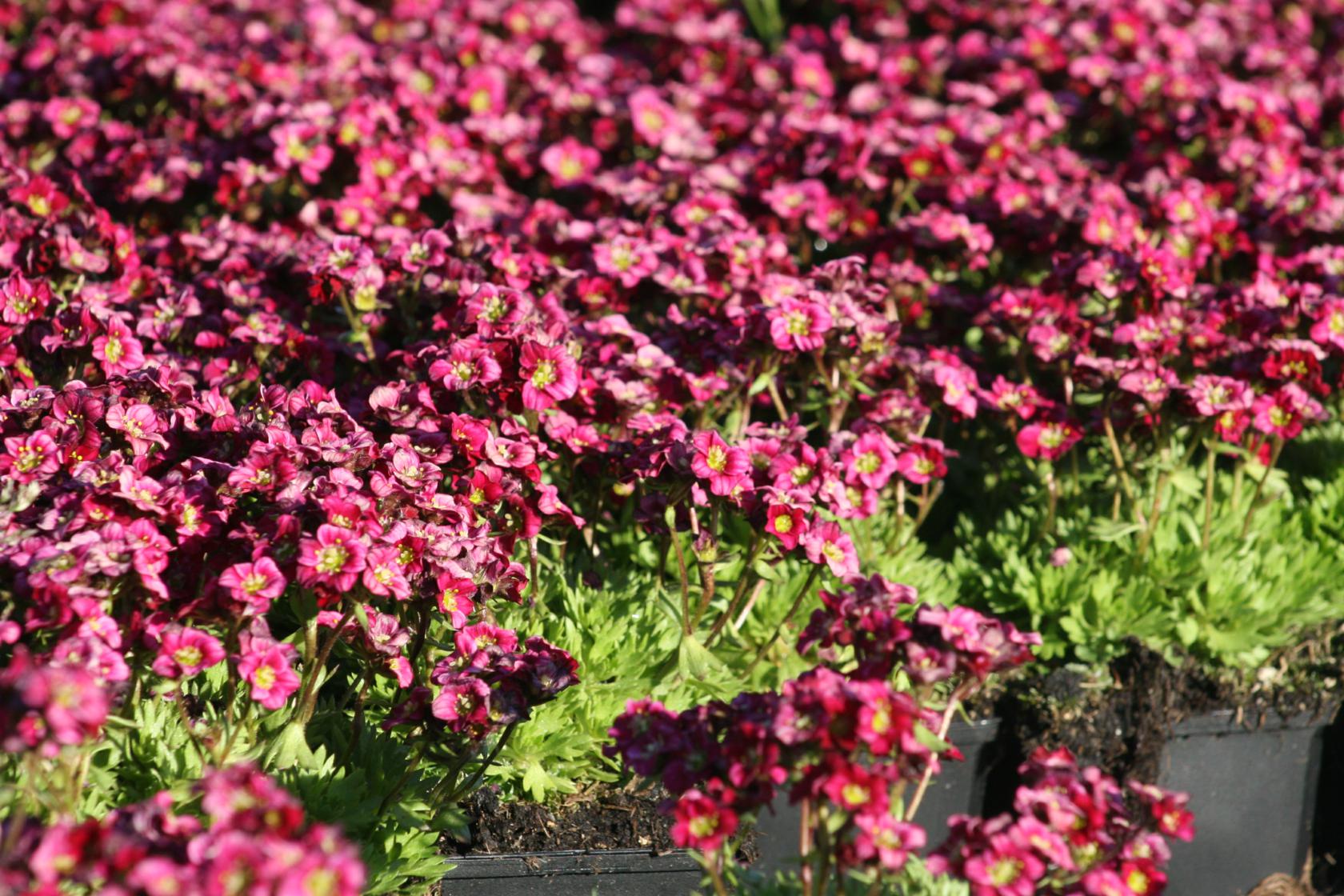 Saxifraga x arendsii 'Harder Zwerg'