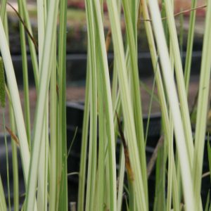 Schoenoplectus lacustris 'Albescens'