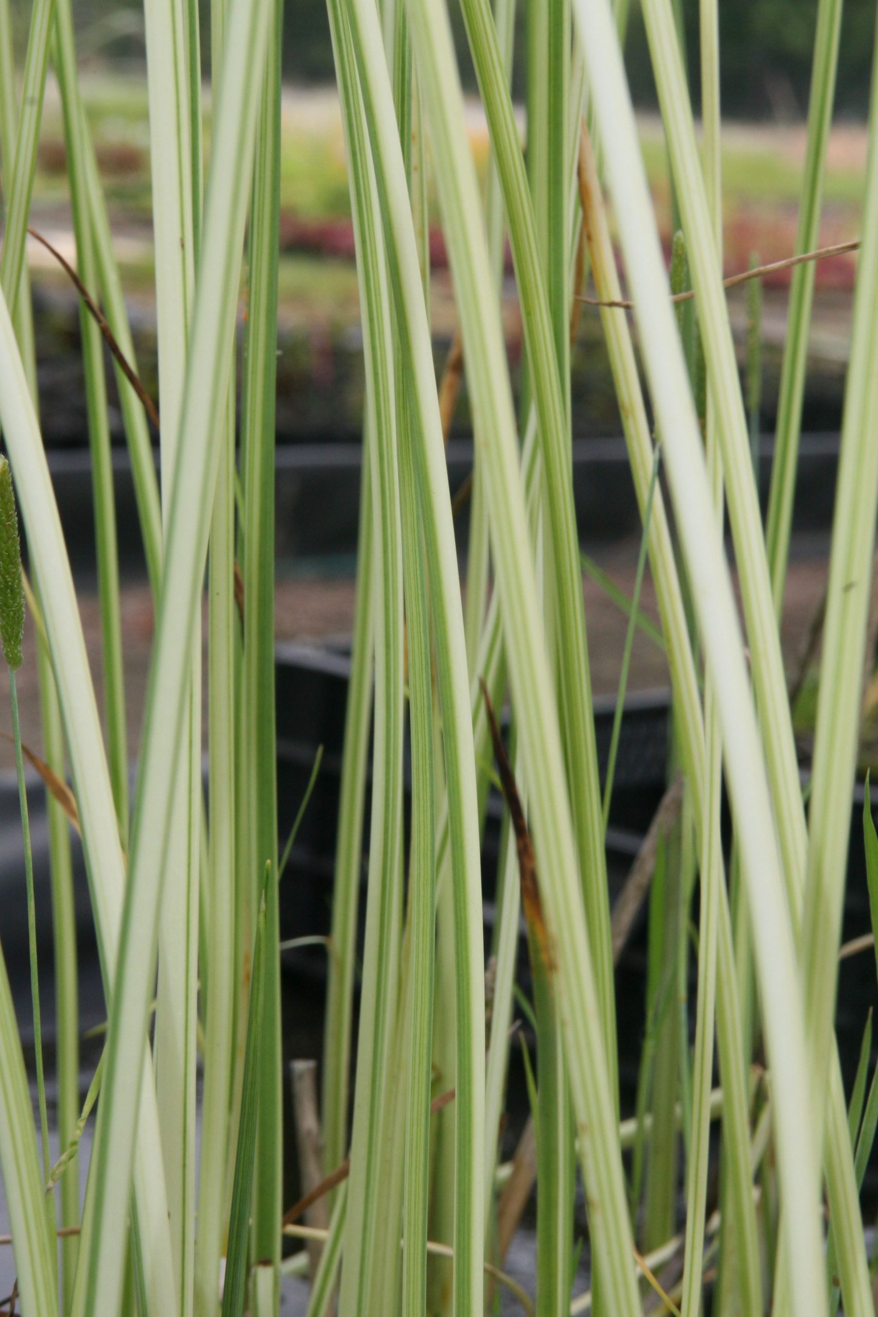 Schoenoplectus lacustris 'Albescens'