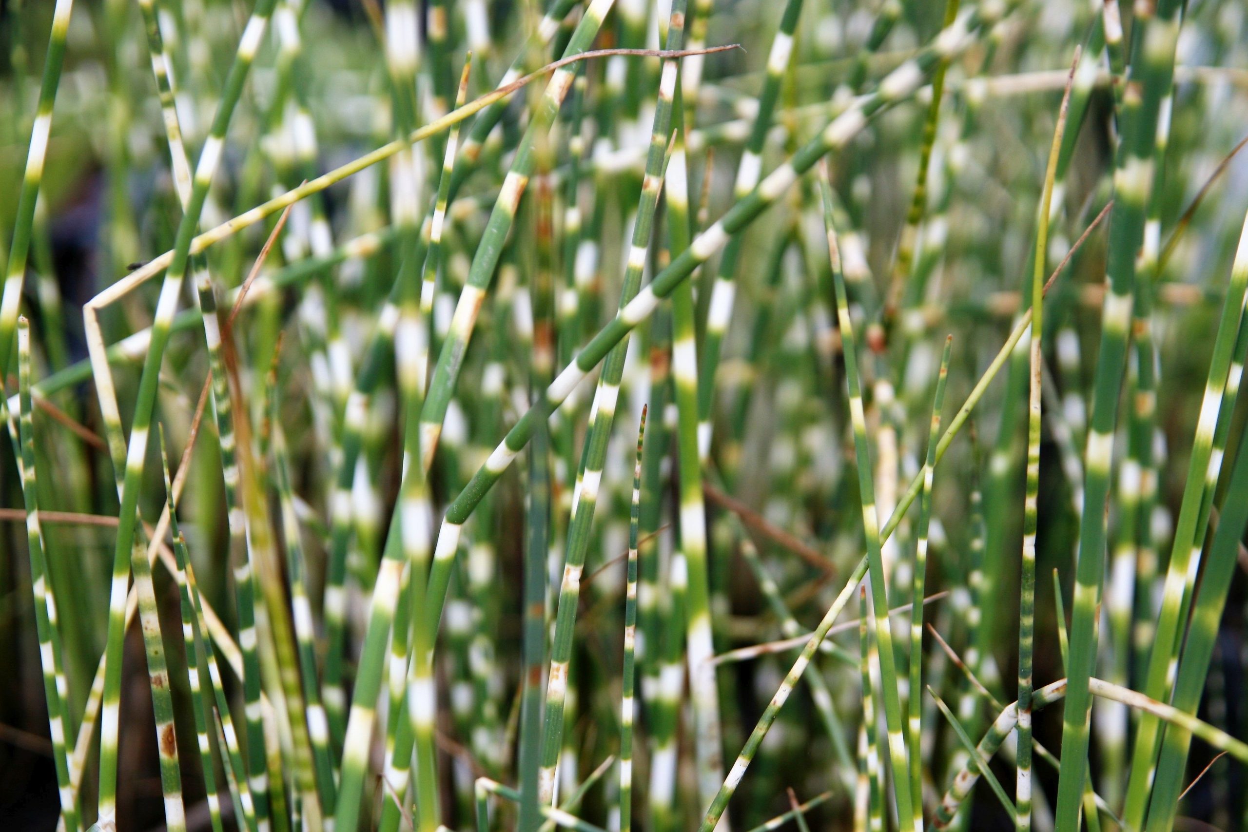 Schoenoplectus tabernaemontani 'Zebrinus'