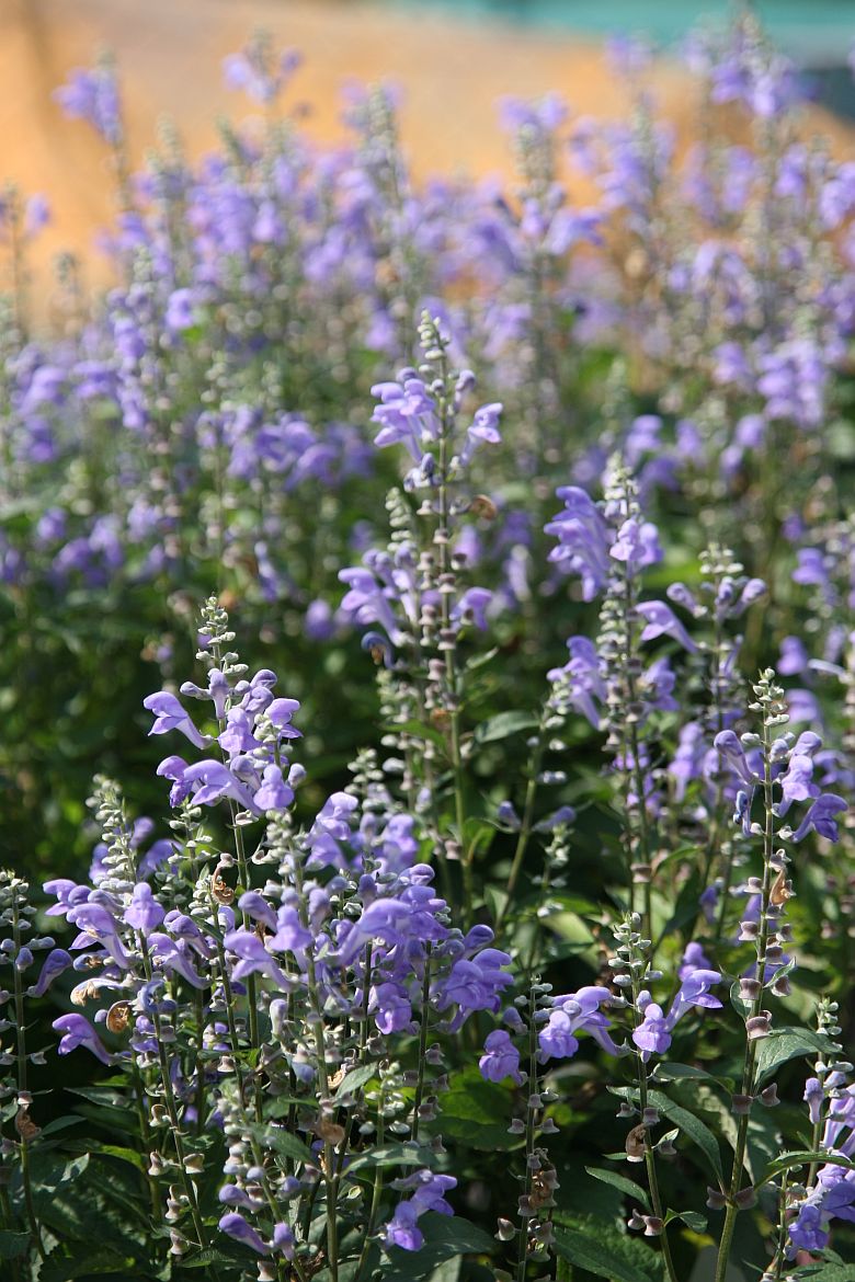 Scutellaria incana