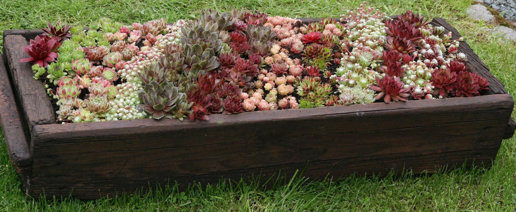 Sempervivum in Arten und Sorten
