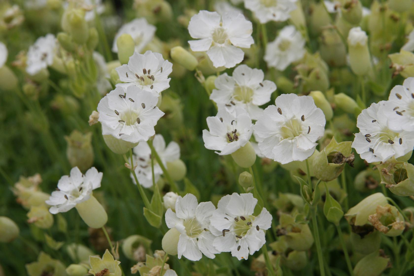 Silene vulgaris maritima 'Weißkehlchen'