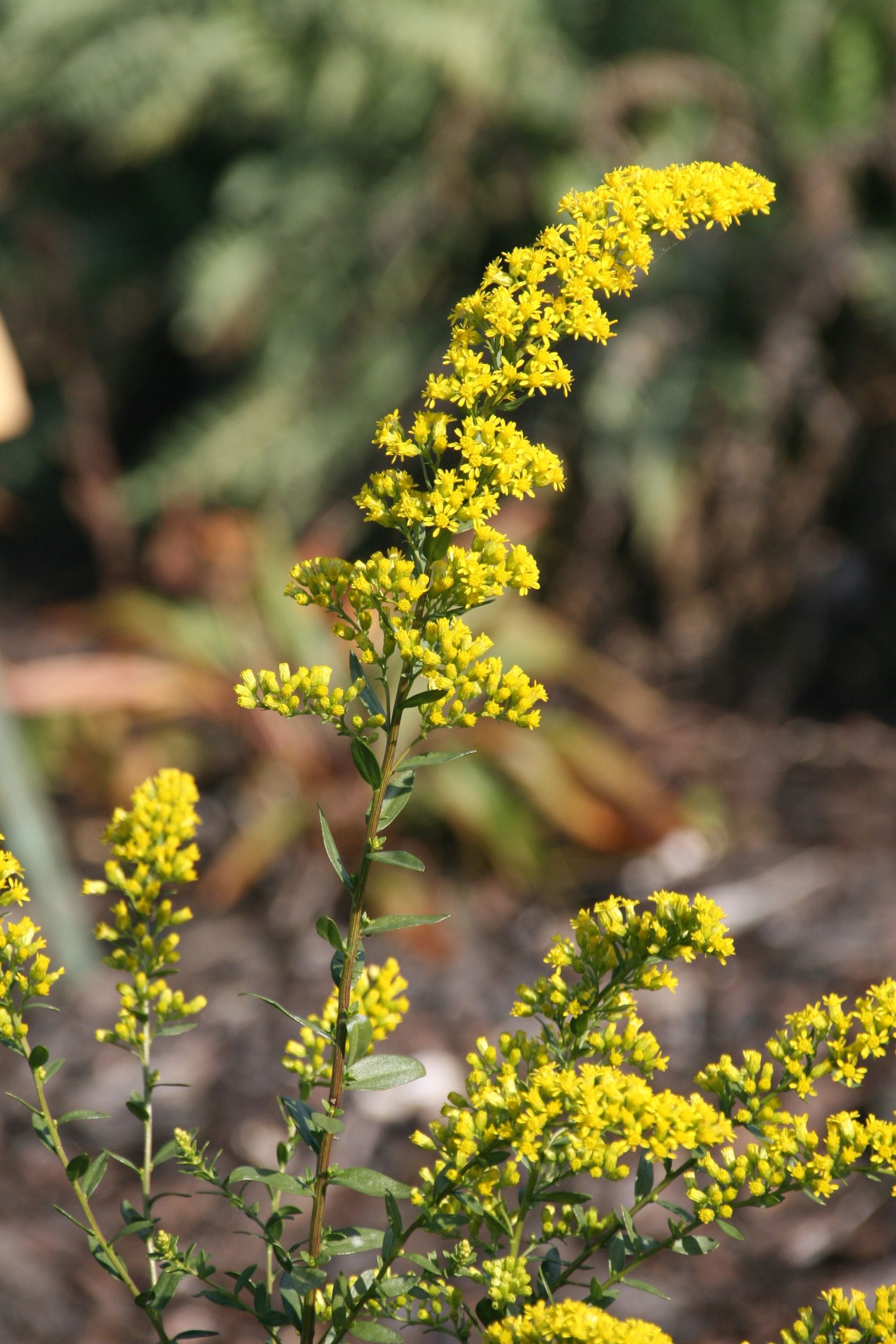 Solidago shortii 'Solar Cascade'