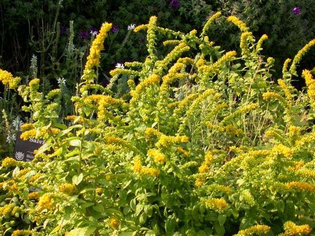 Solidago sphacelata 'Golden Fleece'
