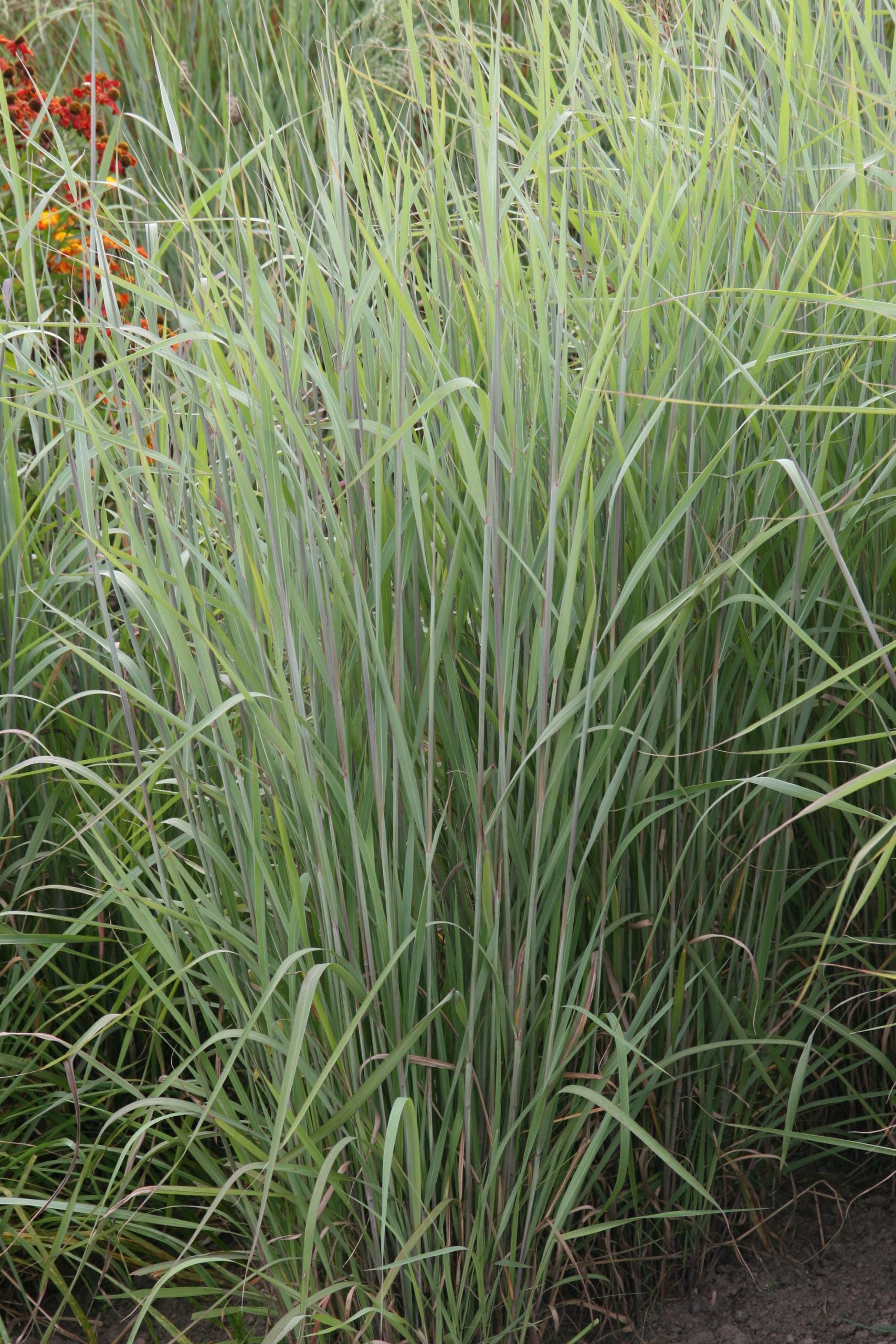 Sorghastrum nutans 'Sioux Blue'