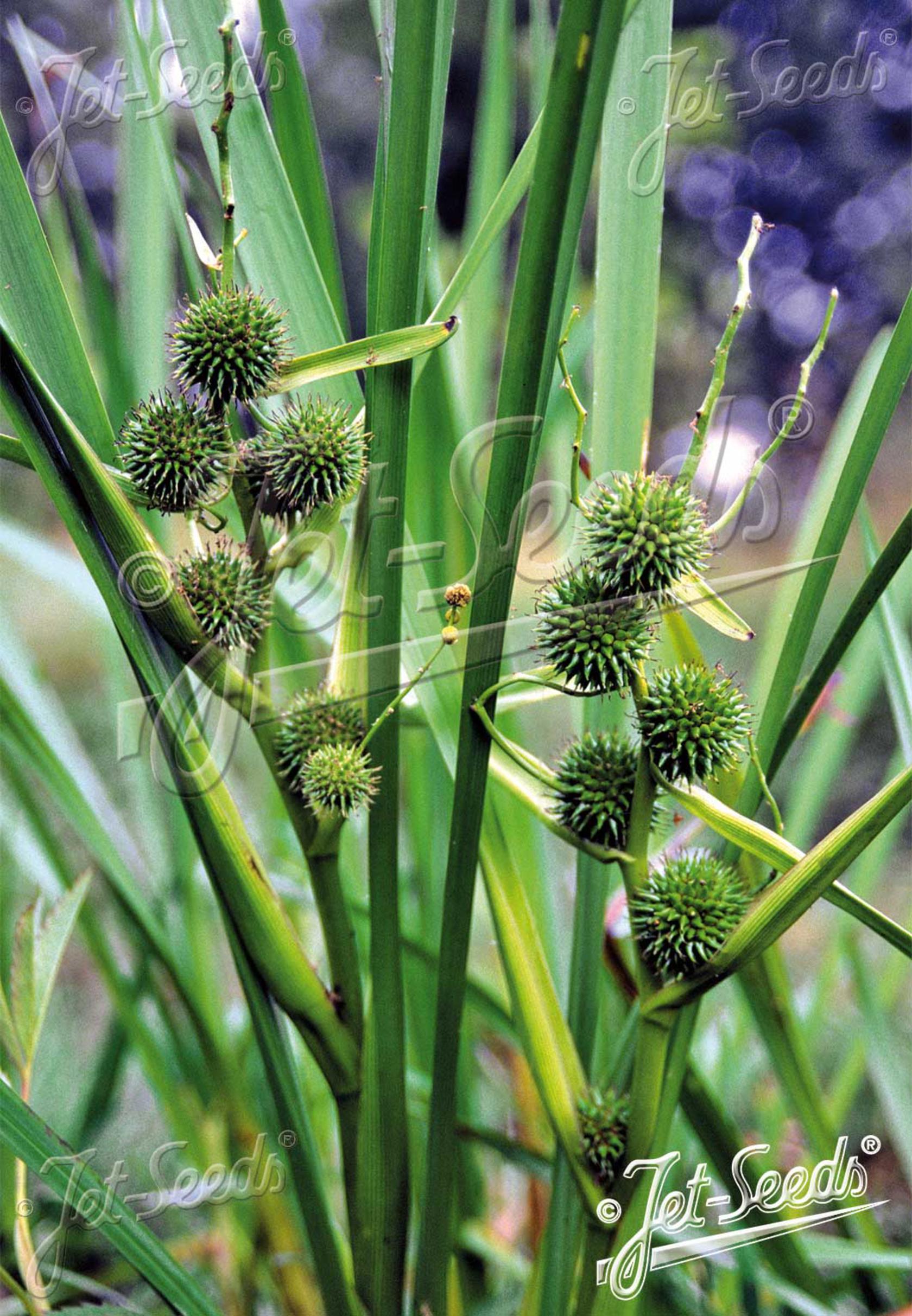 Sparganium erectum