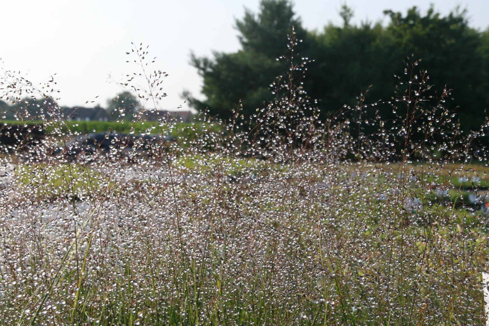 Sporobolus heterolepis 'Cloud'