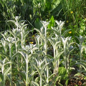 Stachys byzantina
