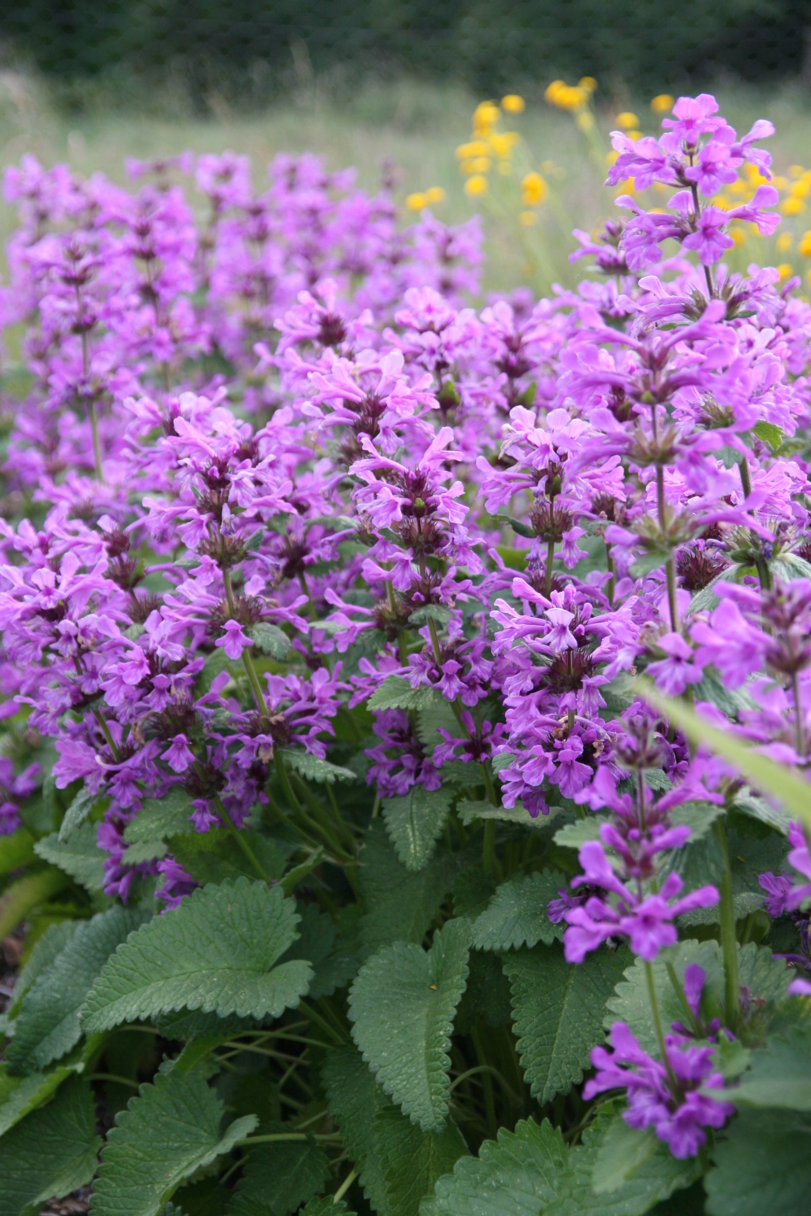 Betonica macrantha 'Superba' (Stachys grandiflora)