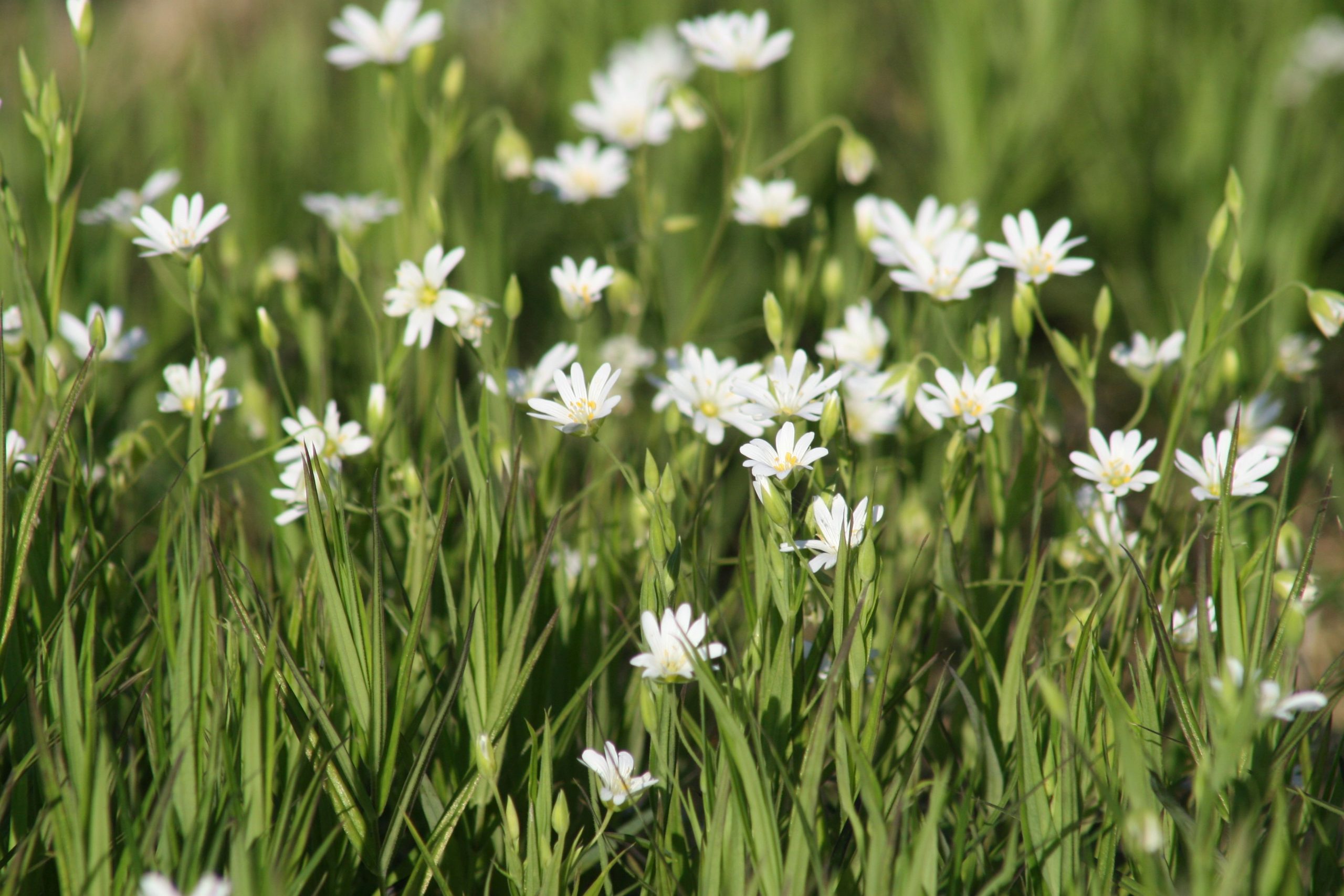 Stellaria holostea