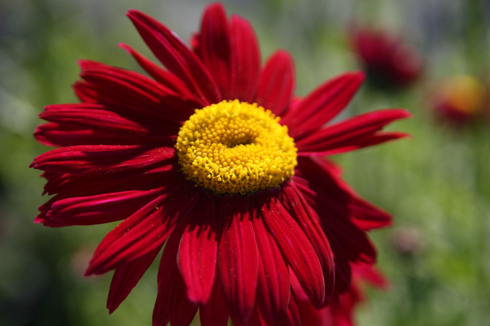 Tanacetum cocc.'Robinsons Rot'