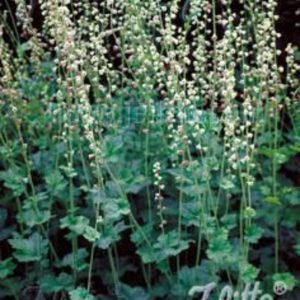 Tellima grandiflora