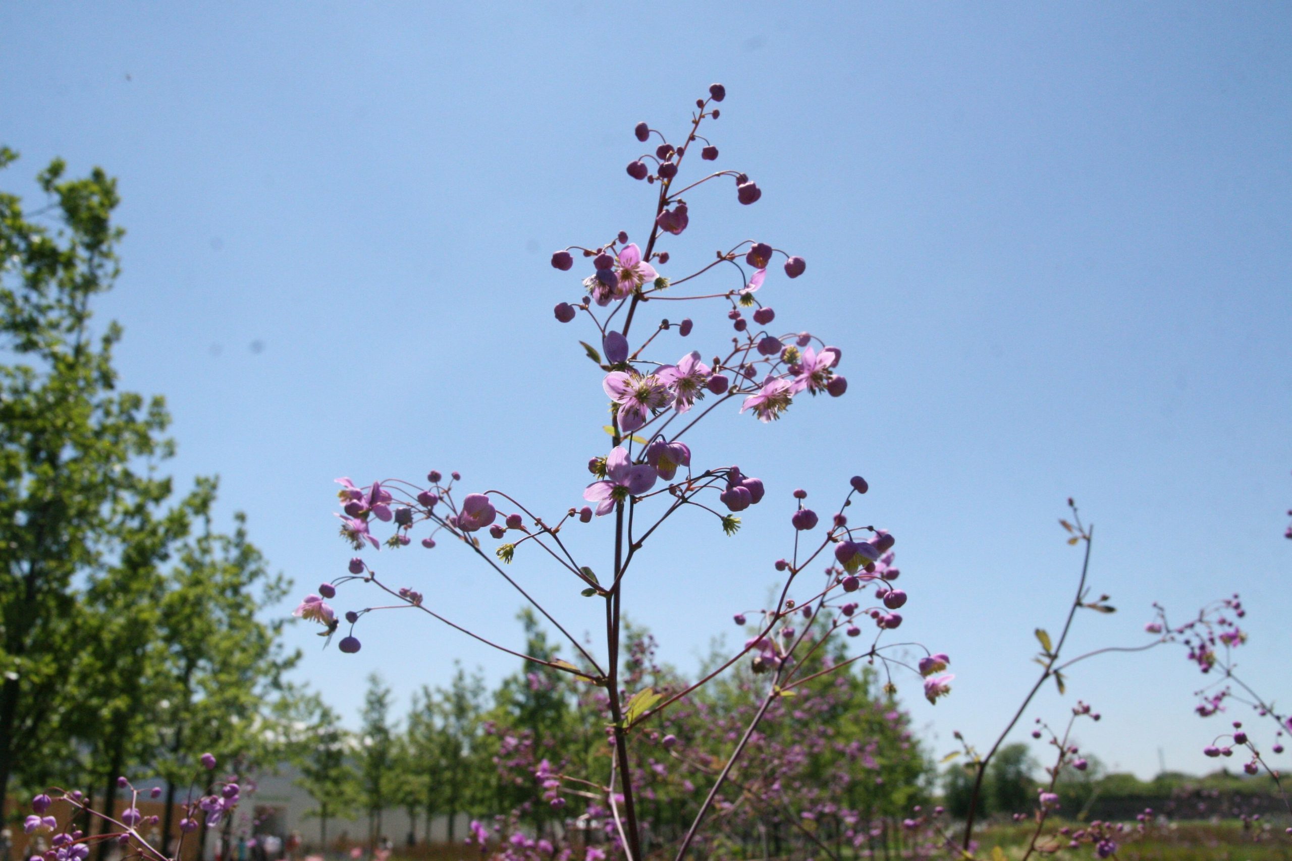 Thalictrum delavayi 'Splendide' (S)