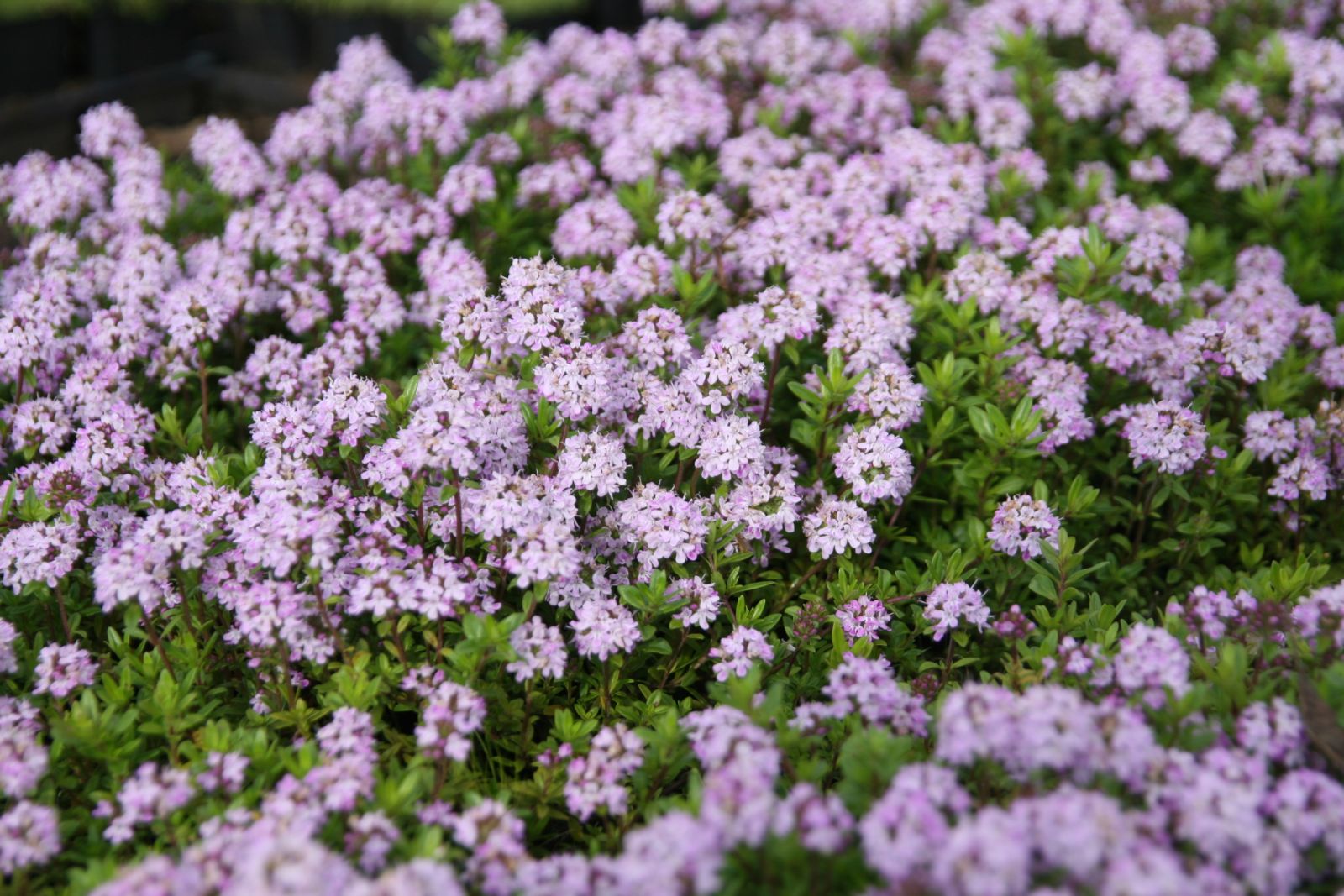 Thymus longicaulis ssp. odoratus