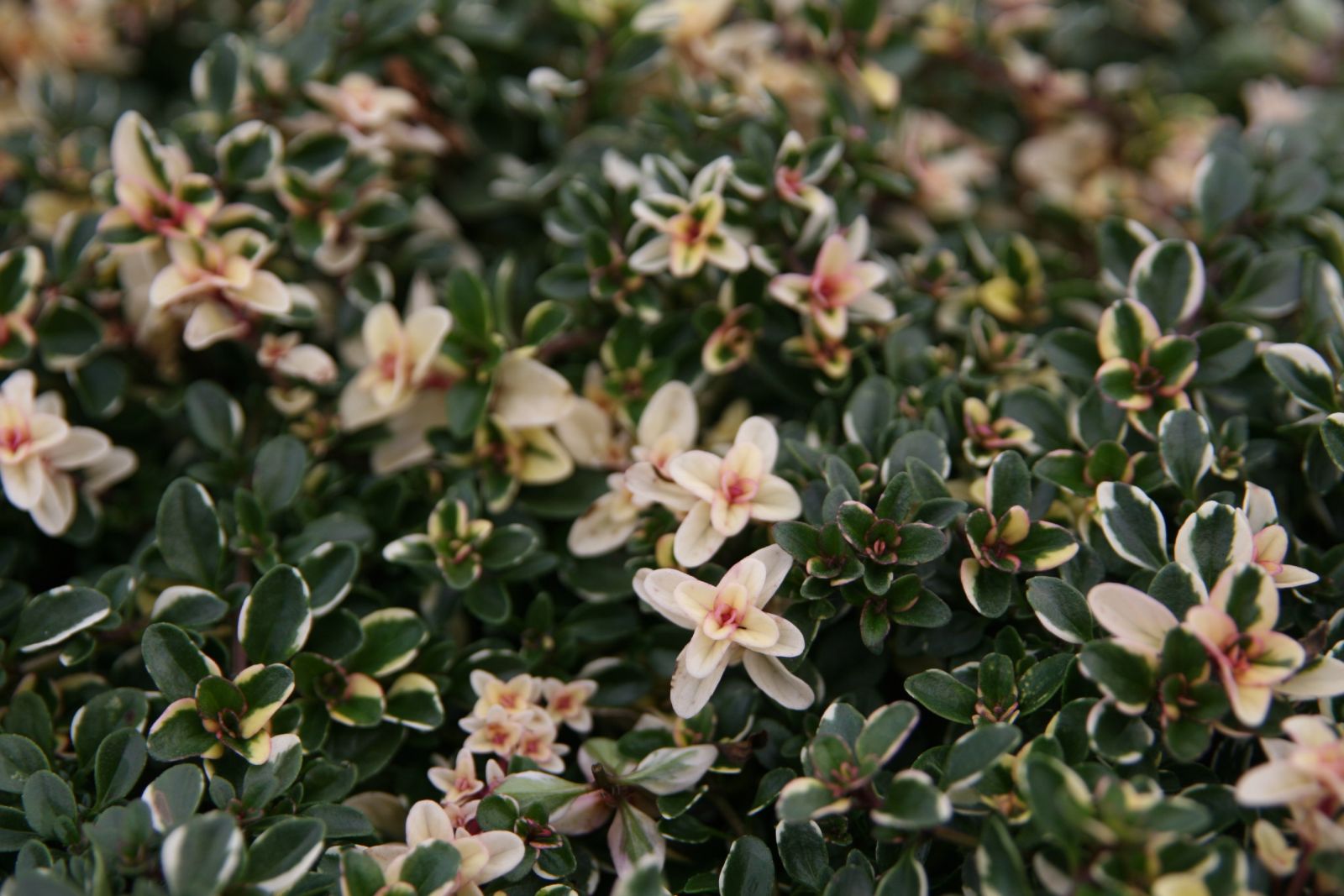 Thymus pulegioides 'Foxley'
