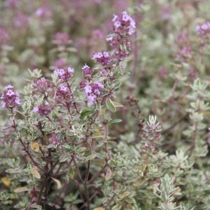 Thymus x citriodorus 'Silver Queen'