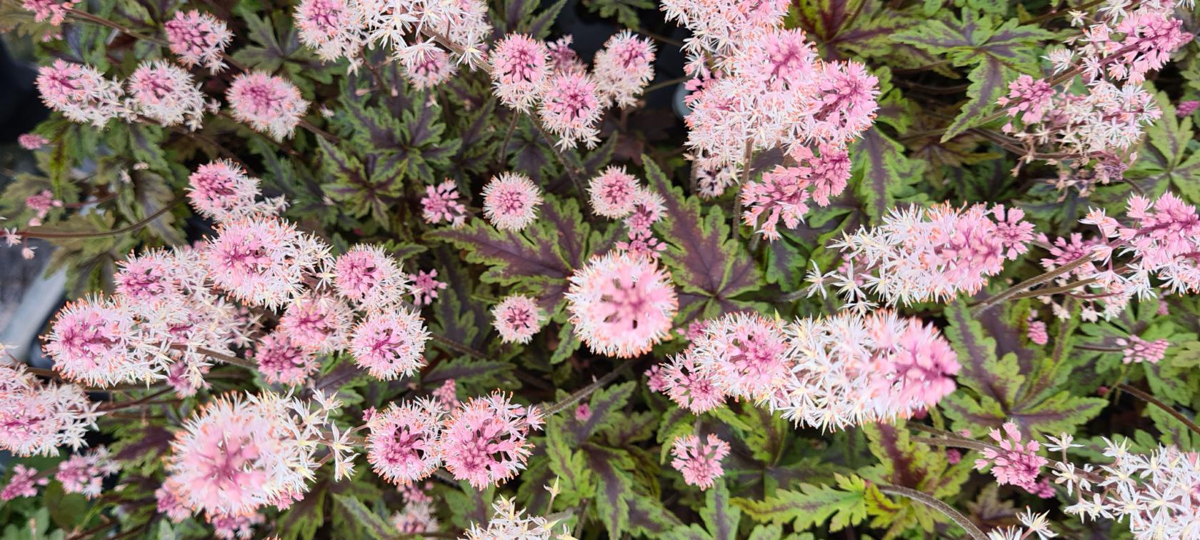 Tiarella laciniata 'Angel Wings' (S)