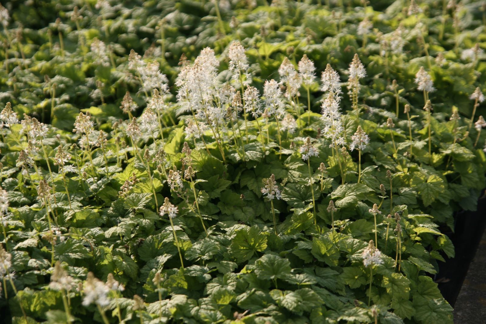 Tiarella cordifolia 'Moorgrün'