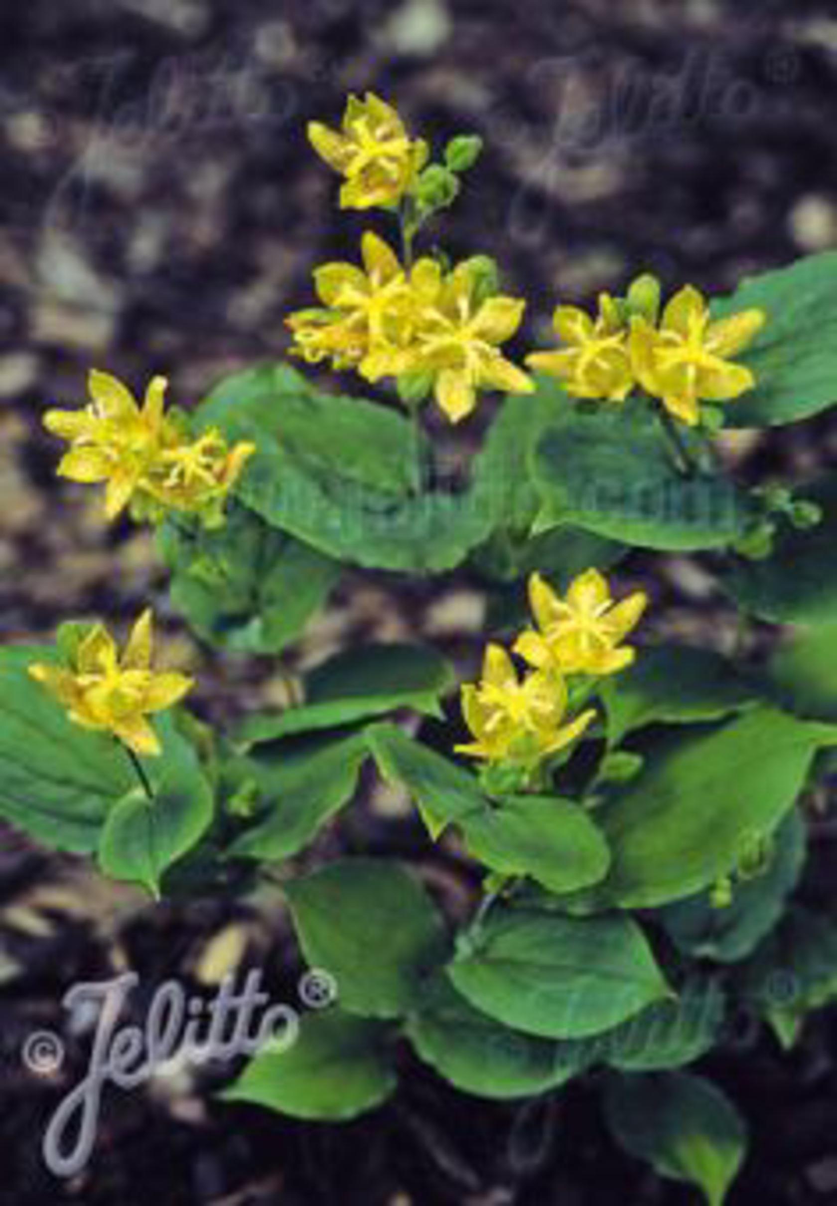 Tricyrtis latifolia