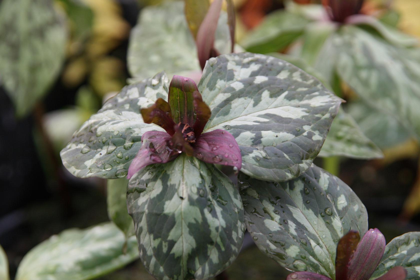 Trillium sessile (syn. cuneatum)
